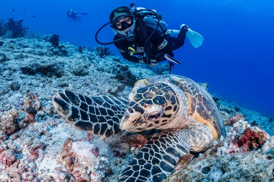 turtle-diving-maldives-como-cocoa-resort